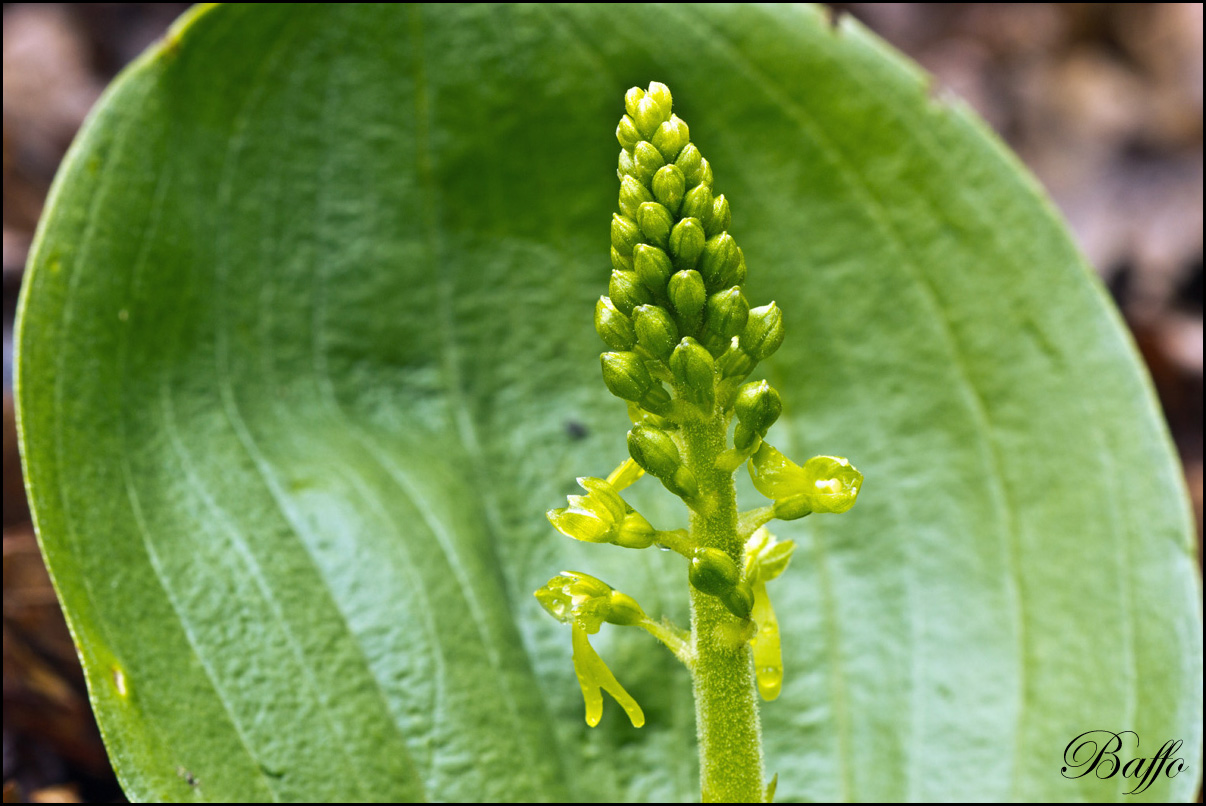 Listera ovata (L.) R.Br. In W.T. Aiton